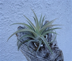 Medium Tillandsia Harrisii