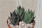 Large Haworthia Coarctata Cluster