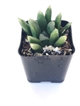 Haworthia 'Harry Johnson'