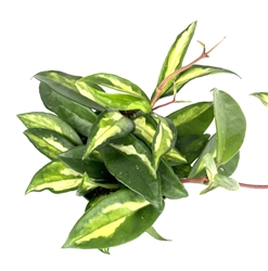 Hoya Krimson Princess