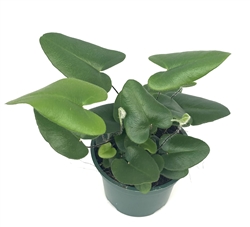 Heart Fern Hemionitis Arifolia Air Purifying Houseplants, 4" Po