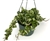 Hoya Hindu Rope House Plant