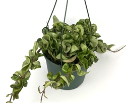 Hoya Hindu Rope House Plant