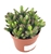 Hobbit Jade Succulents Crassula Easy Care, 4" Pot.