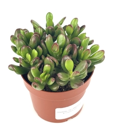 Hobbit Jade Succulents Crassula Easy Care, 4" Pot.