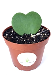 Sweet Heart Houseplant Hoya Kerrii