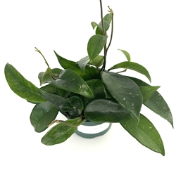 Hoya Carnosa Wax Plants