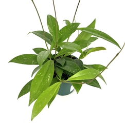 Hoya Publicalyx Vining Houseplant, 4" Pot