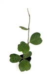 Sweet Heart Houseplant Hoya Kerrii Vine, 4" Pot