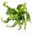 Hurricane Fern Asplenium Antiquum, 4" Pot