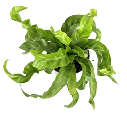 Hurricane Fern Asplenium Antiquum, 4" Pot