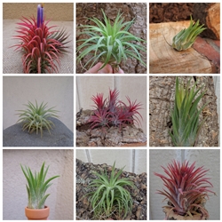 IONANTHA10PK-3T.jpg?v-cache=