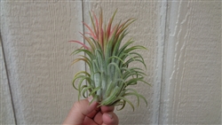 Tillandsia Ionantha Curly Giant