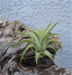 Tillandsia Ionantha Vanhyningii