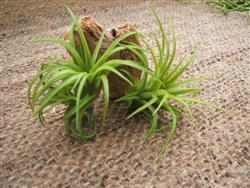 tillandsia ionantha