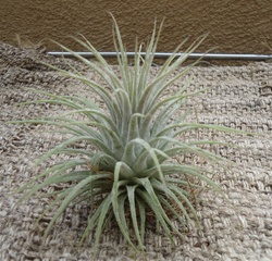 LG Ionantha Zebrina