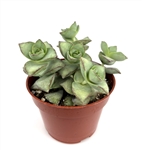 String of Buttons Ivory Pagoda Succulent-Crassula Perforata Hybrid