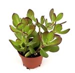 Jade Succulent Crassula Succulents Easy Care, 4" pots
