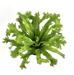 Japanese Bird's Nest Fern