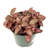 Jungle Flame Nerve Plant