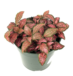 Jungle Flame Nerve Plant