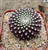 Krainz Crown Cactus-Rebutia Krainziana