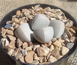 Karoo Split Rock-Lapidaria Margaretae