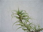 Tillandsia Latifolia Caulescent Form