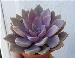 Large Graptoveria Debbie