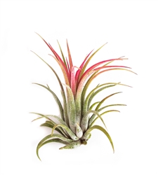 Tillandsia Ionantha Rubra Large
