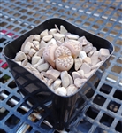 Lithops Julii