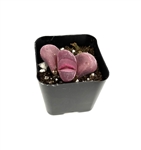 Lithops Optica Rubra