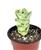 The Echeveria Lovely Rose Succulents
