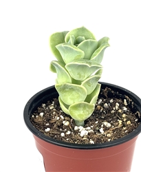 The Echeveria Lovely Rose Succulents