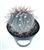 Blue Turk's Cap Cactus Melocactus Azureus