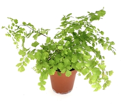 Maiden Hair Fern Adiantum Raddianum, 4" Pot