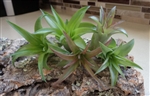 Mini Tillandsia Brachycaulos Green  5 Pack Air Plants