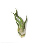 Mini Tillandsia Caput Medusae