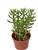 Crassula Mini Pine Tree-Crassula Teragona