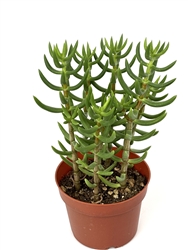 Crassula Mini Pine Tree-Crassula Teragona