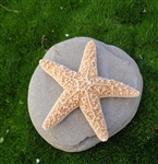 Mini Sugar Starfish