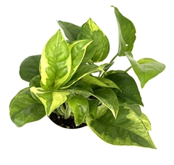Monet Sol Pothos