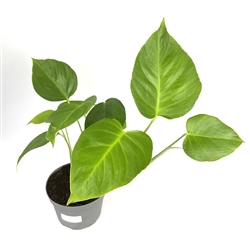 Rare Monstera Sierrana