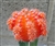 Orange Moon Cactus Gymnocalycium Mihanovichii