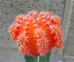 Orange Moon Cactus Gymnocalycium Mihanovichii