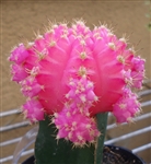 Pink Moon Cactus Gymnocalycium Mihanovichii