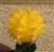 Yellow Form Moon Cactus Gymnocalycium Mihanovichii
