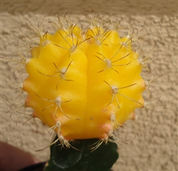 Yellow Form Moon Cactus Gymnocalycium Mihanovichii