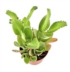 Mother of Thousands Kalanchoe Daigremontiana. Form tiny plantlets on the leaf edges.  These fall off and form tiny plants.   Can grow up to 12" across-great for landscaping.  Easy to grow, do well in succulent gardens or in a windowsill. They like fast dr