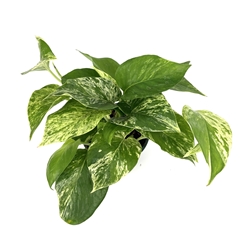 Marble Queen Pothos